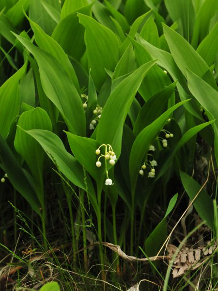 DSC_4838-Nationalblomma